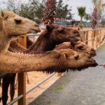 Camel Park
