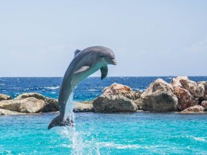 Výlet lodí za delfíny