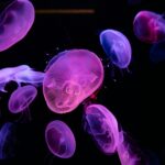 Sleva 10 % na vstupenky do Palma Aquarium na Mallorce