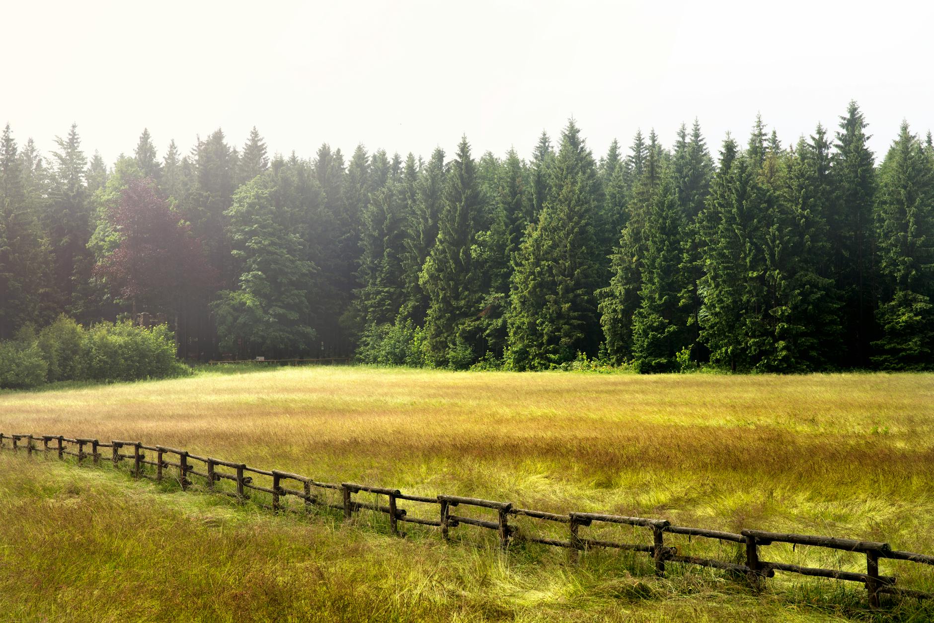 green grass field with wooden fence