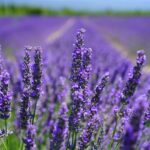 purple petal flowers focus photograph